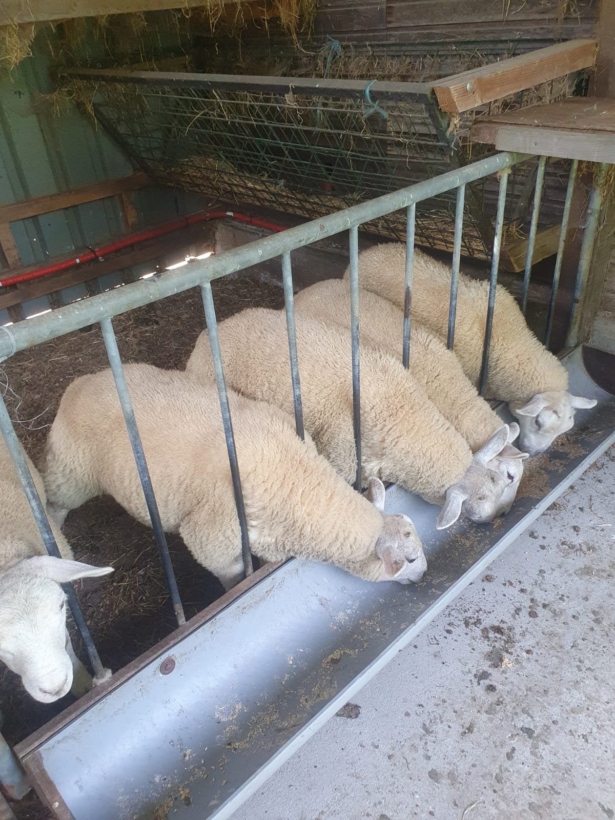 Moutons, Mâle