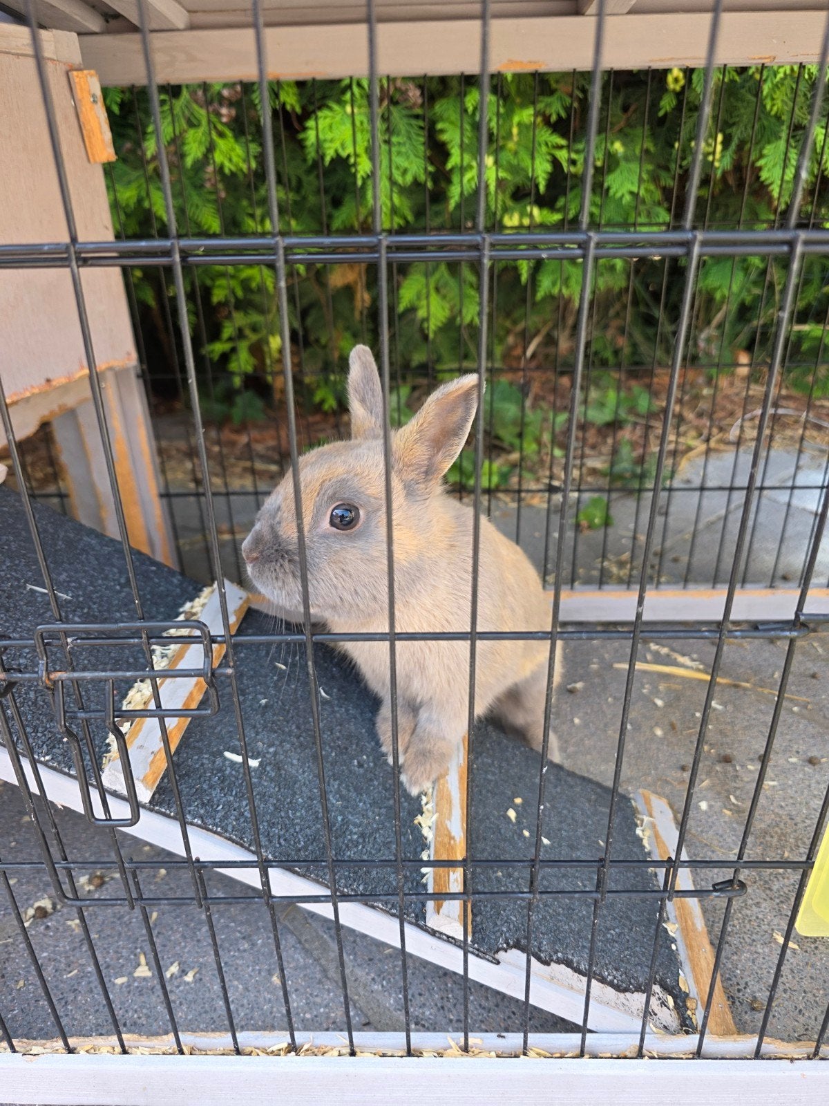 konijn met hok, Dieren en Toebehoren, Konijnen
