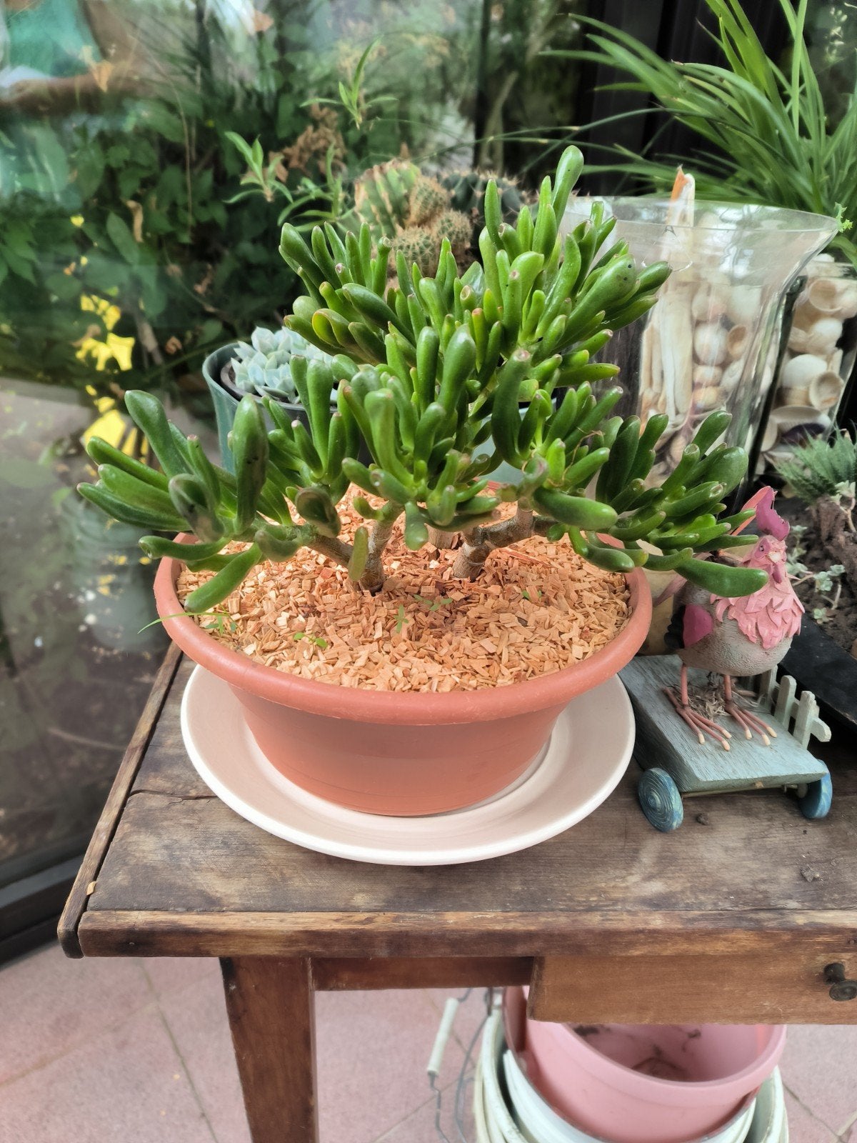 crassula horntree, Plante succulente, En pot, Plein soleil, Plante à fleurs