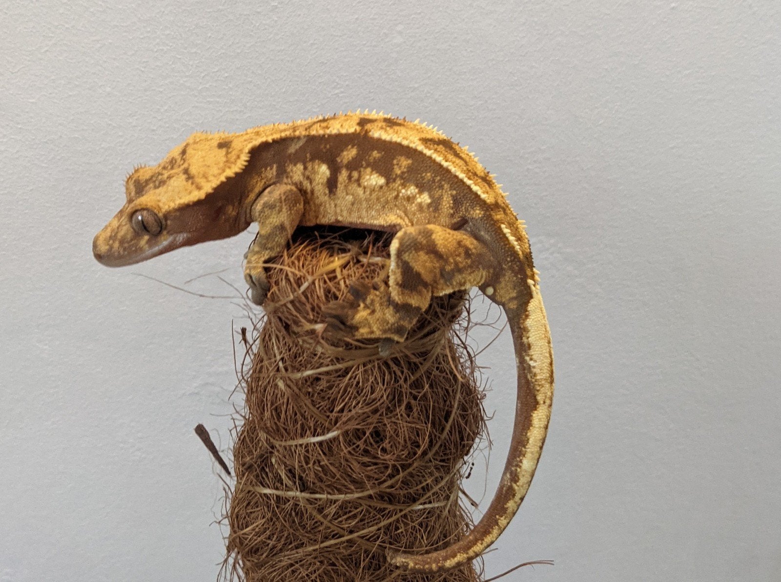 wimpergekko vrouw rtb
