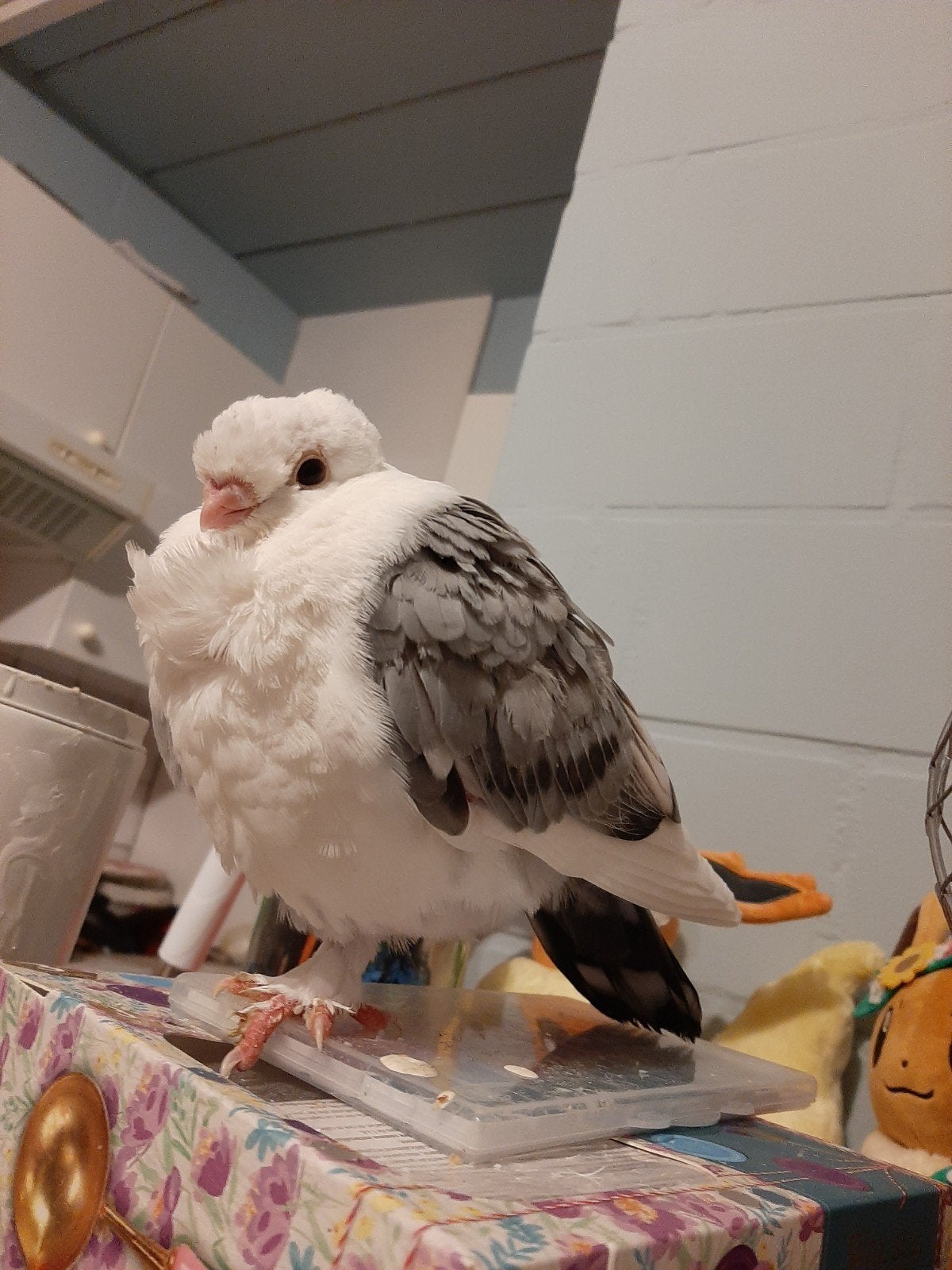 gratis pigeon