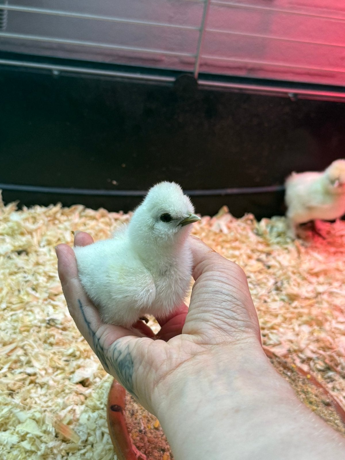 Cochin x Usa Zijdehoen, Dieren en Toebehoren, Pluimvee