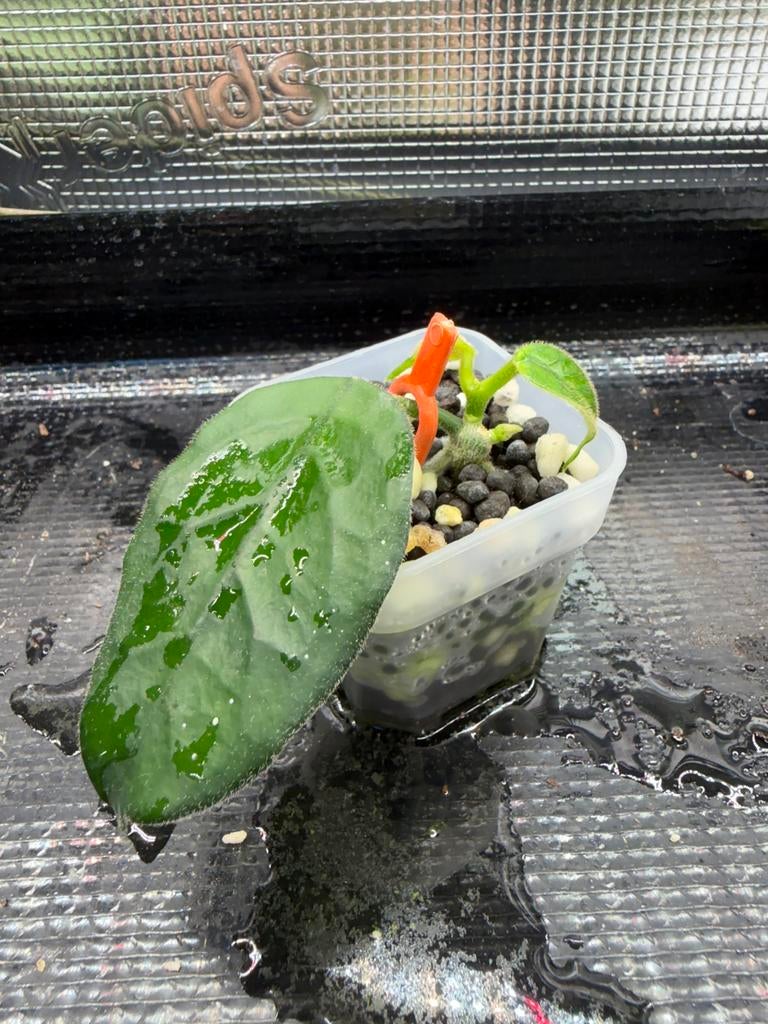 Hoya villosa, Ophalen of Verzenden