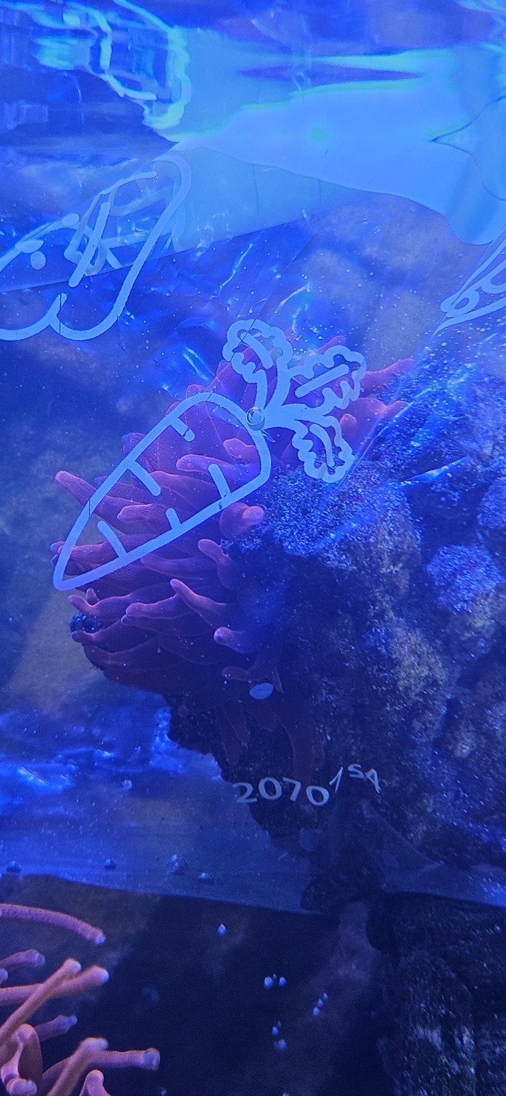 Anémone Quadricolor (Entacmaea quadricolor) & pierre vivante, Animaux & Accessoires, Poissons | Aquariums & Accessoires