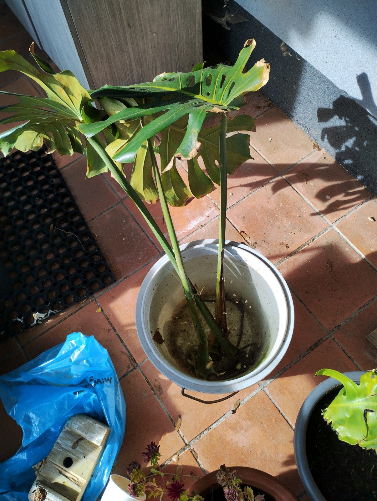 Gratis Monstera stekken, Enlèvement