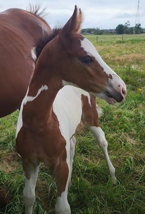 Bijzondere bonte veulens, M, Avec puce électronique, 0 à 2 ans