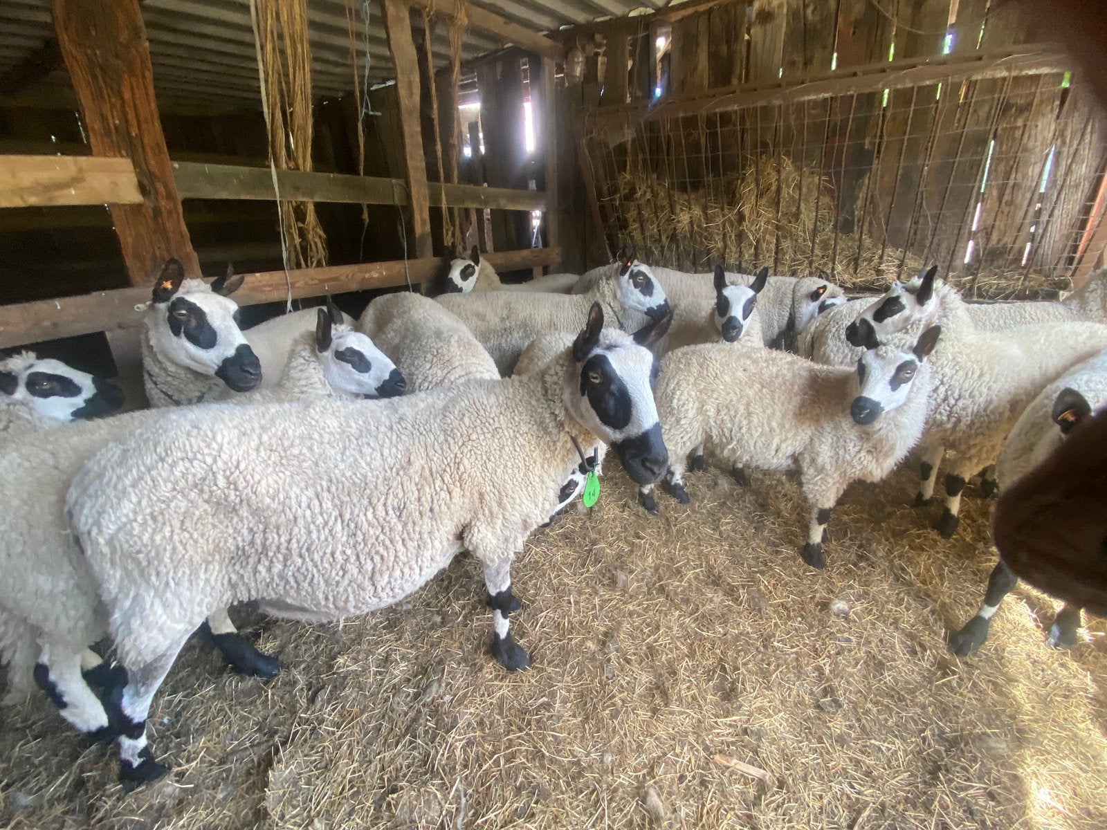 4 mooi getekende Kerry Hill ooilammeren, Dieren en Toebehoren