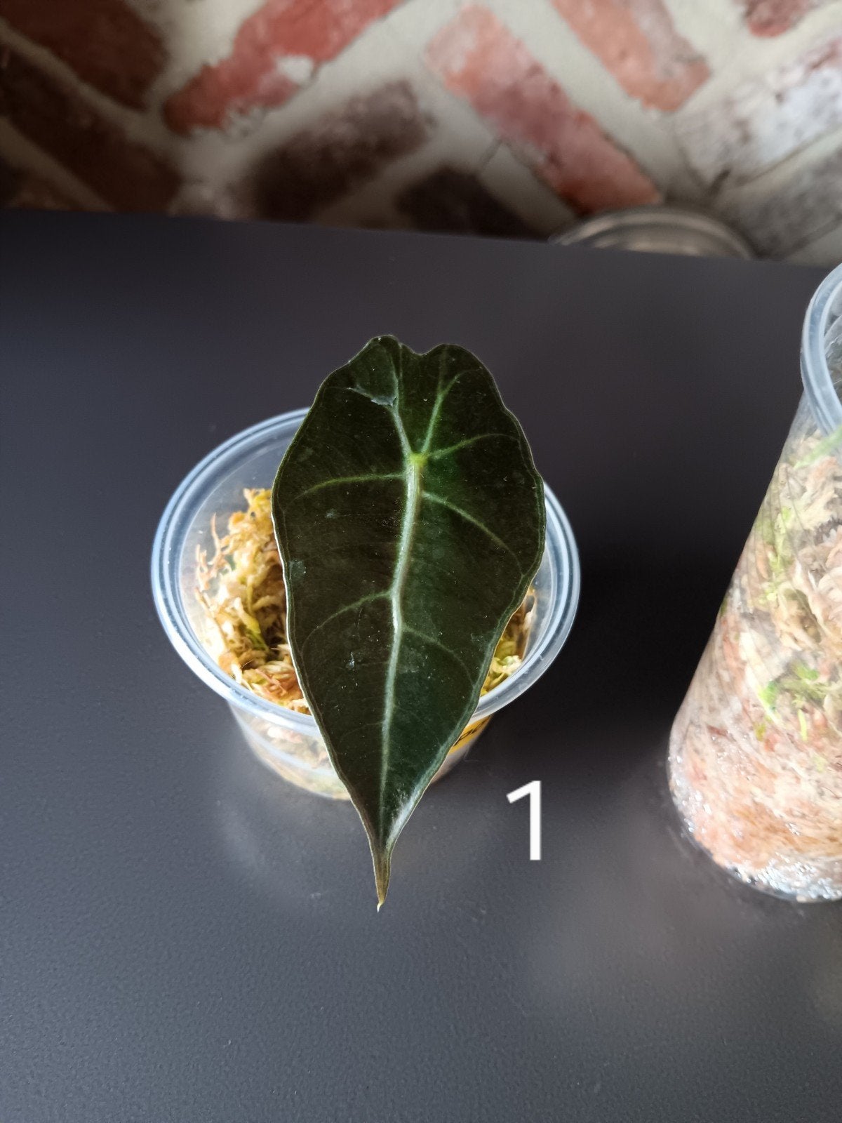 Alocasia Polly, Ophalen, Overige soorten, Halfschaduw, Minder dan 100 cm