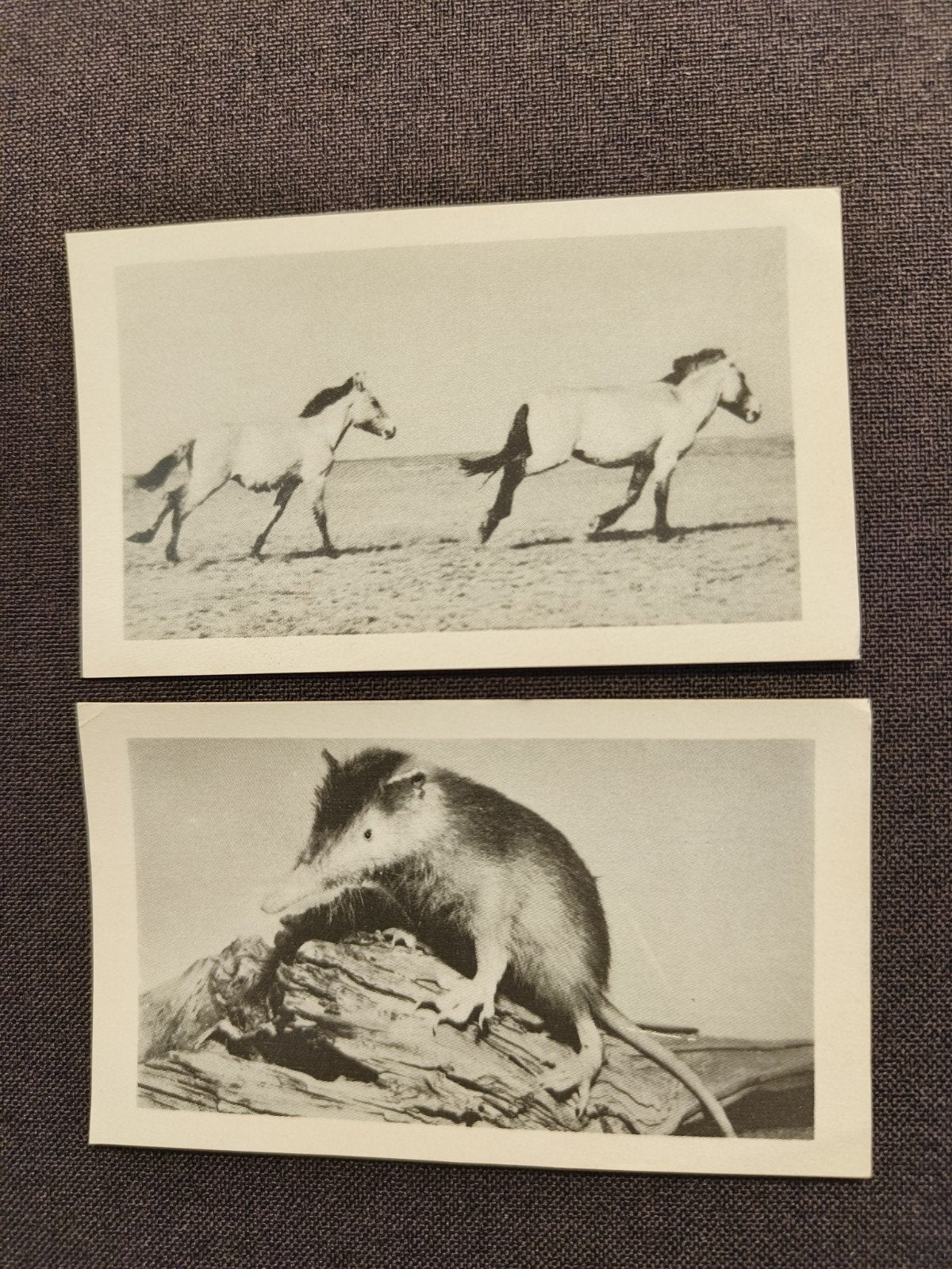 billets de cigares d'anniversaire Wild Life, Collections, Enlèvement ou Envoi