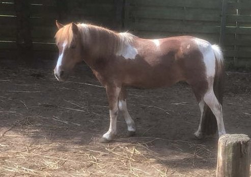 Tekoop prachtige bonte a pony, Merrie
