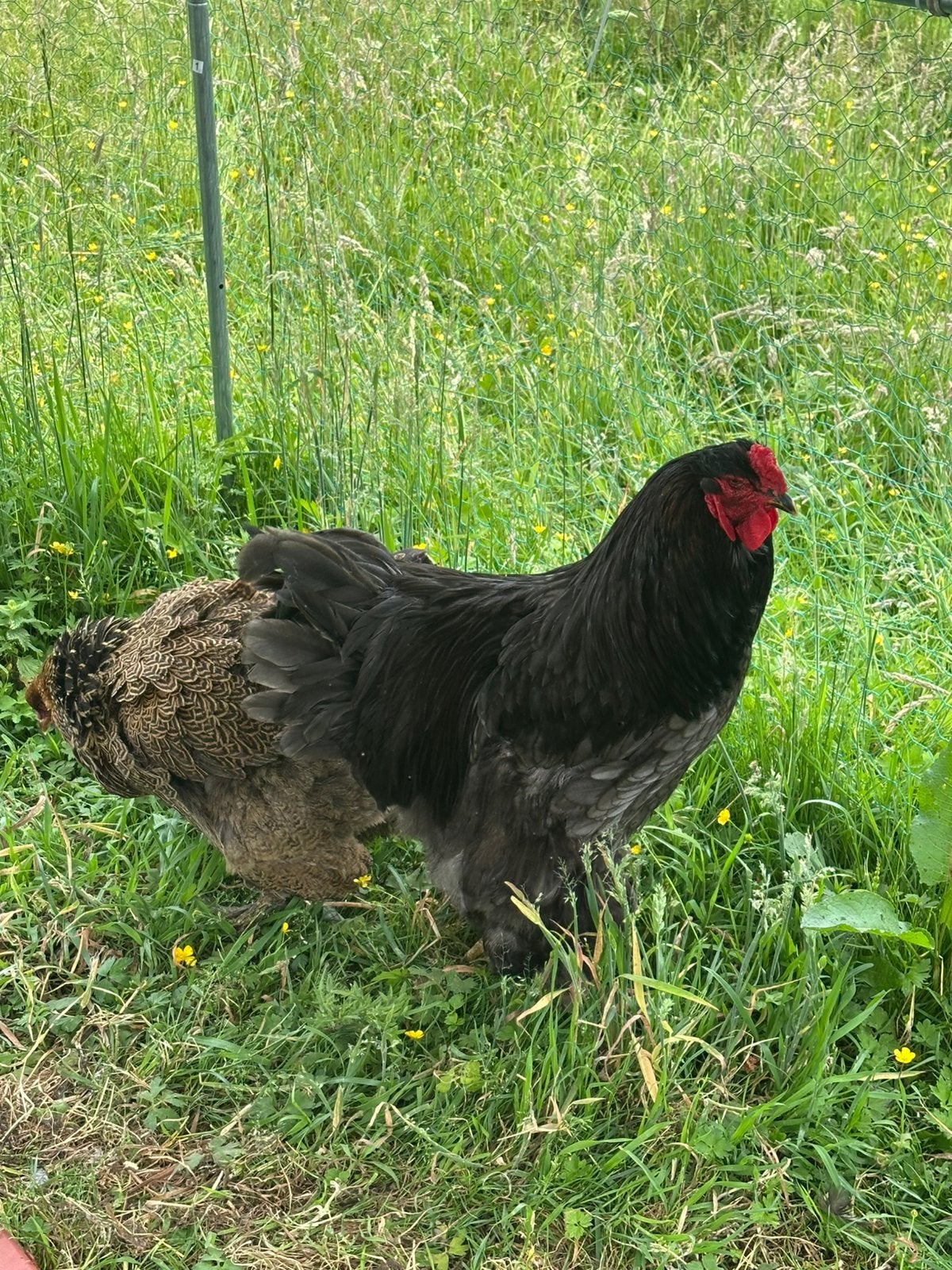 Brahma en brahma goudpatrijs kip, Poule ou poulet