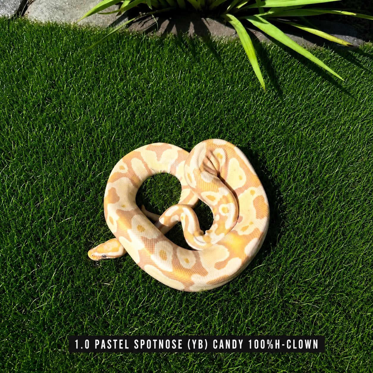 Python Regius - CANDY Ball Python - male for sale from T-R-E