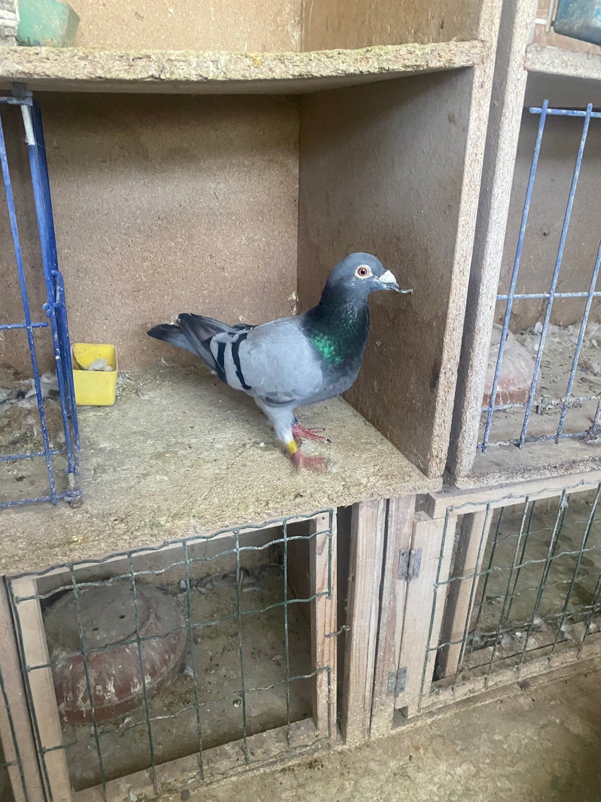 Kweker 2024, Dieren en Toebehoren, Mannelijk, Postduif