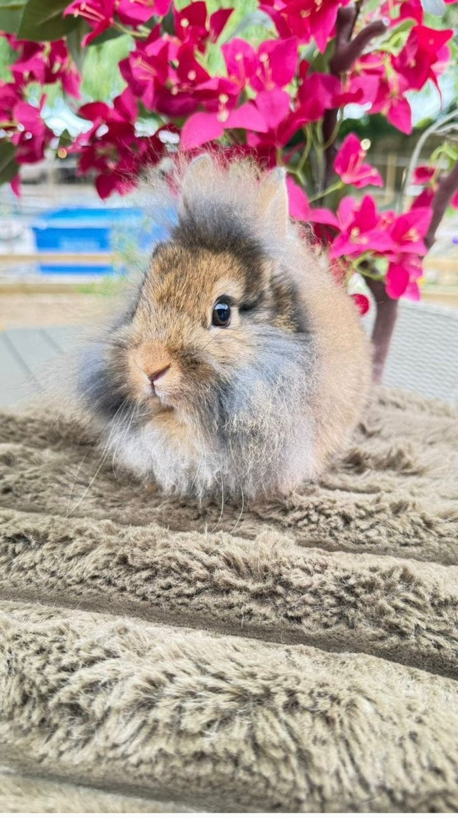 Lapin doux