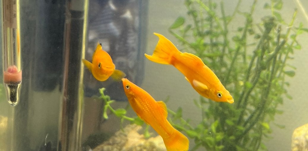 Orangje grote platy’s, Dieren en Toebehoren, Vis, Zoetwatervis