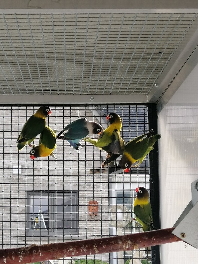 personatas, Plusieurs animaux, Perroquet nain ou Inséparable, Bagué