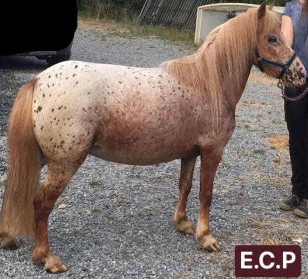 Appaloosa mini merrie gedekt door een uniekecurly hengst, Dieren en Toebehoren, Hengst, Zadelmak