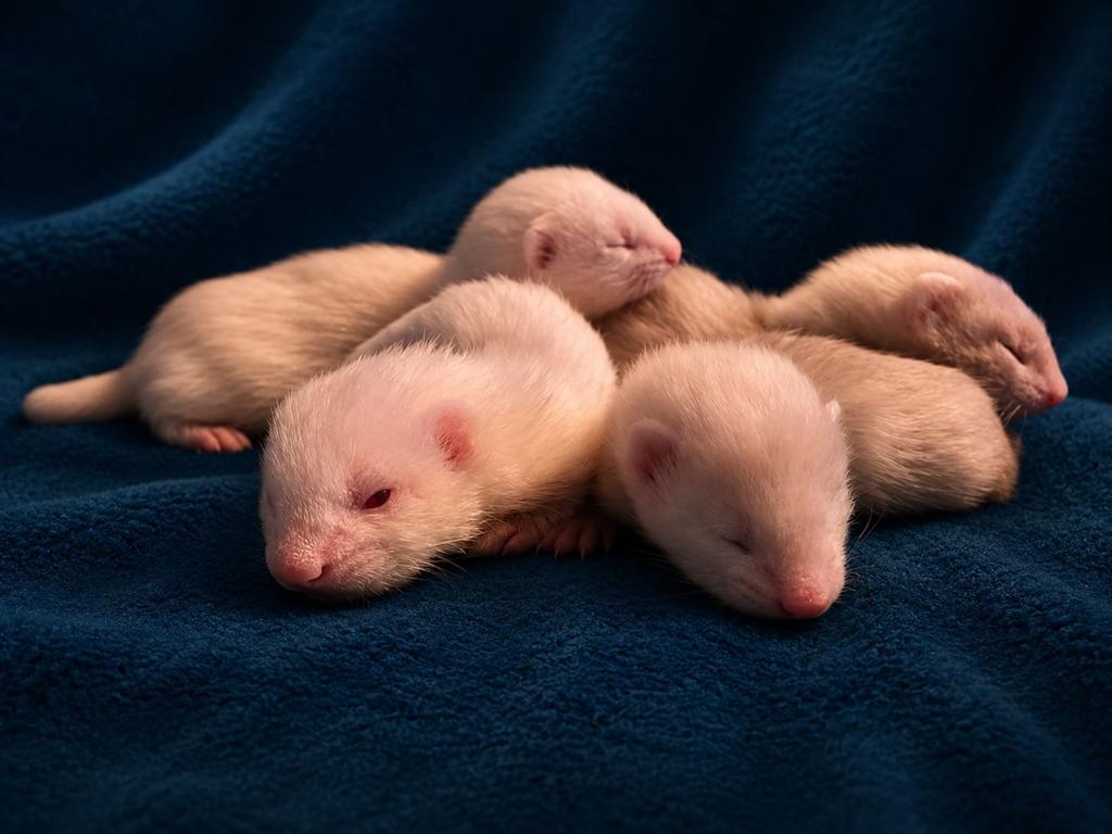 furet, Avril