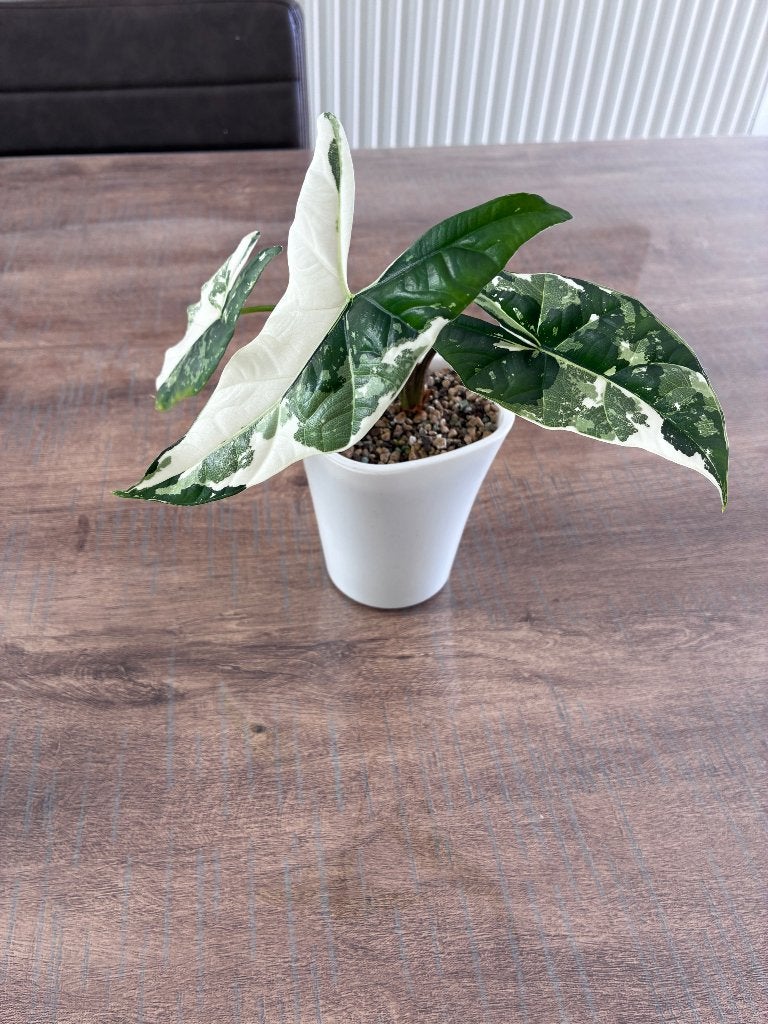 Alocasia Simpo albo, Huis en Inrichting, Kamerplanten, Overige soorten, In pot, Minder dan 100 cm, Bloeiende kamerplant