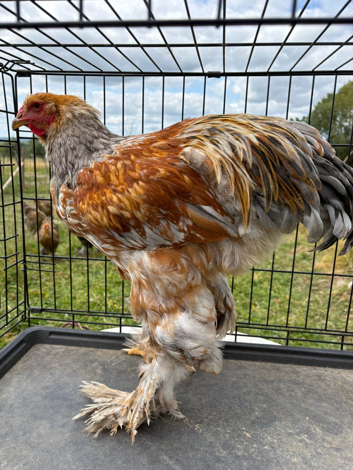Jonge brahma hanen, Dieren en Toebehoren, Pluimvee