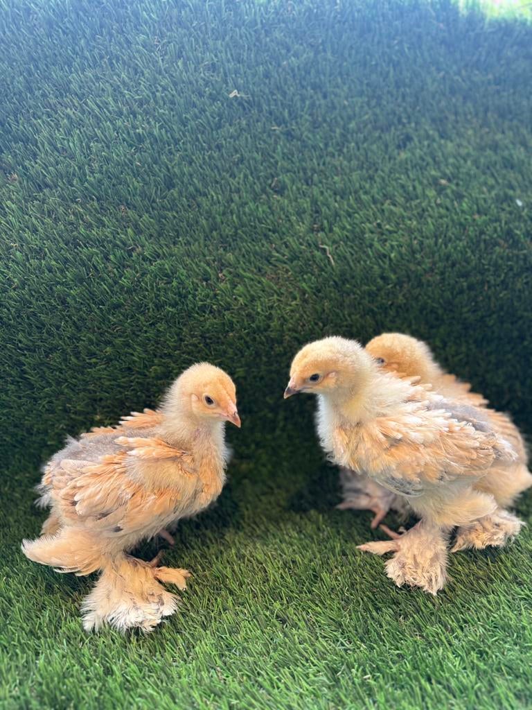 Brahma groothoender buff blauw hennen, Dieren en Toebehoren, Pluimvee