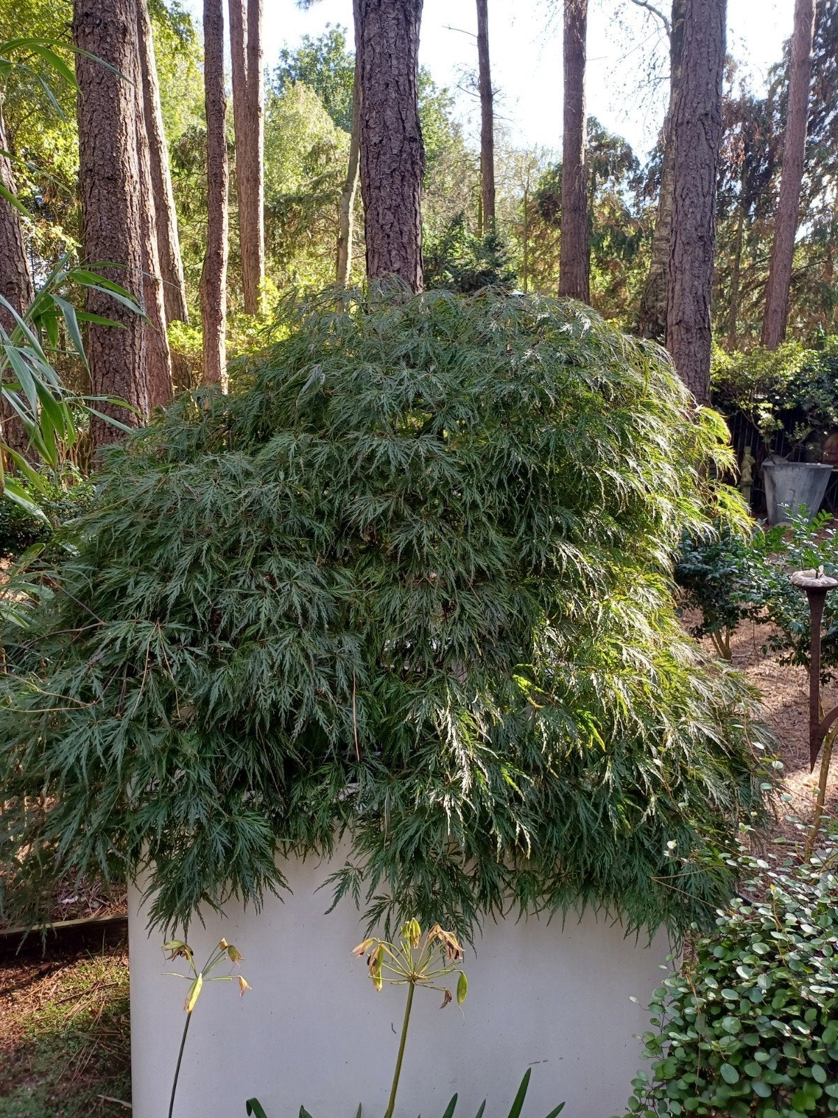 japanse esdoorn rood, Tuin en Terras, Ophalen