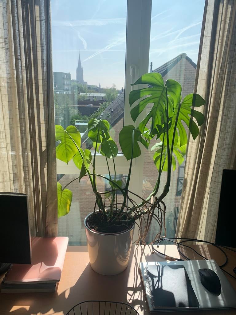 Plant monstera inclusief bloempot, Ophalen