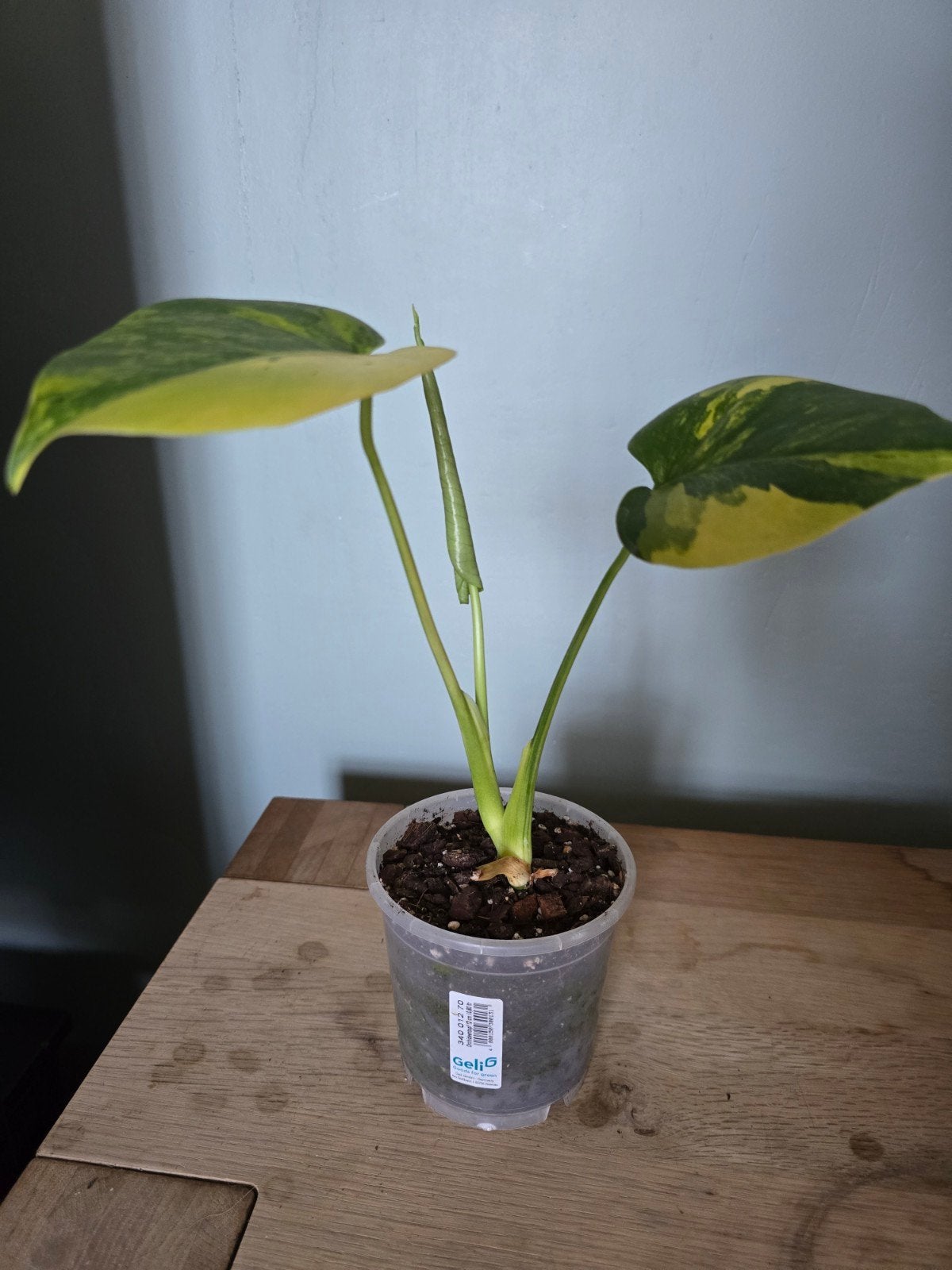 Monstera yellow marilyn, Enlèvement