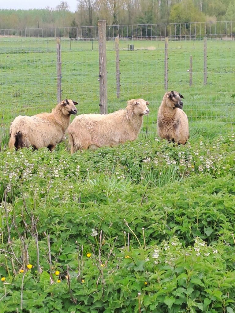 Zelfruiende ooien, Vrouwelijk, Schaap, 3 tot 5 jaar