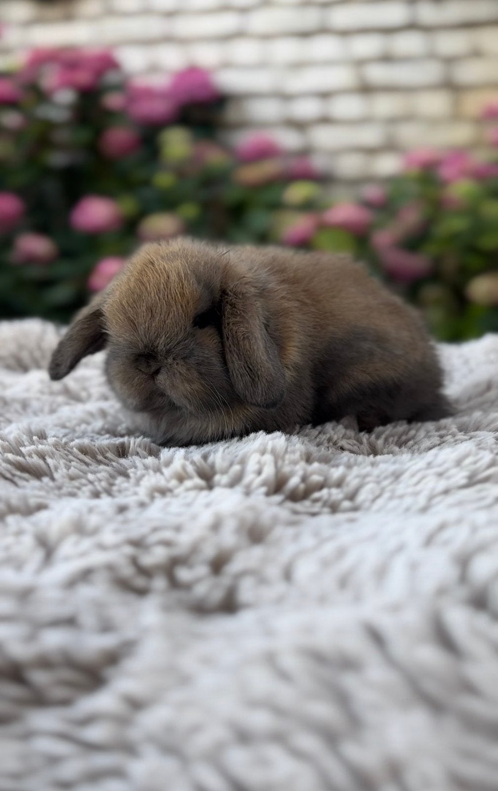Lapins mini lop, Enlèvement ou Envoi