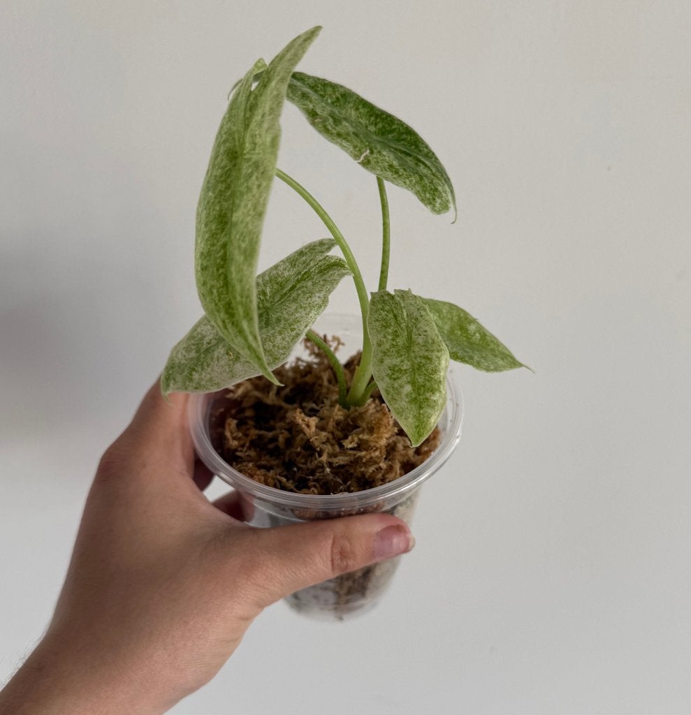 Alocasia Longiloba Mottled, Ophalen of Verzenden