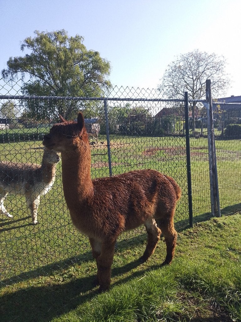 alpaca, Juni, Mannelijk