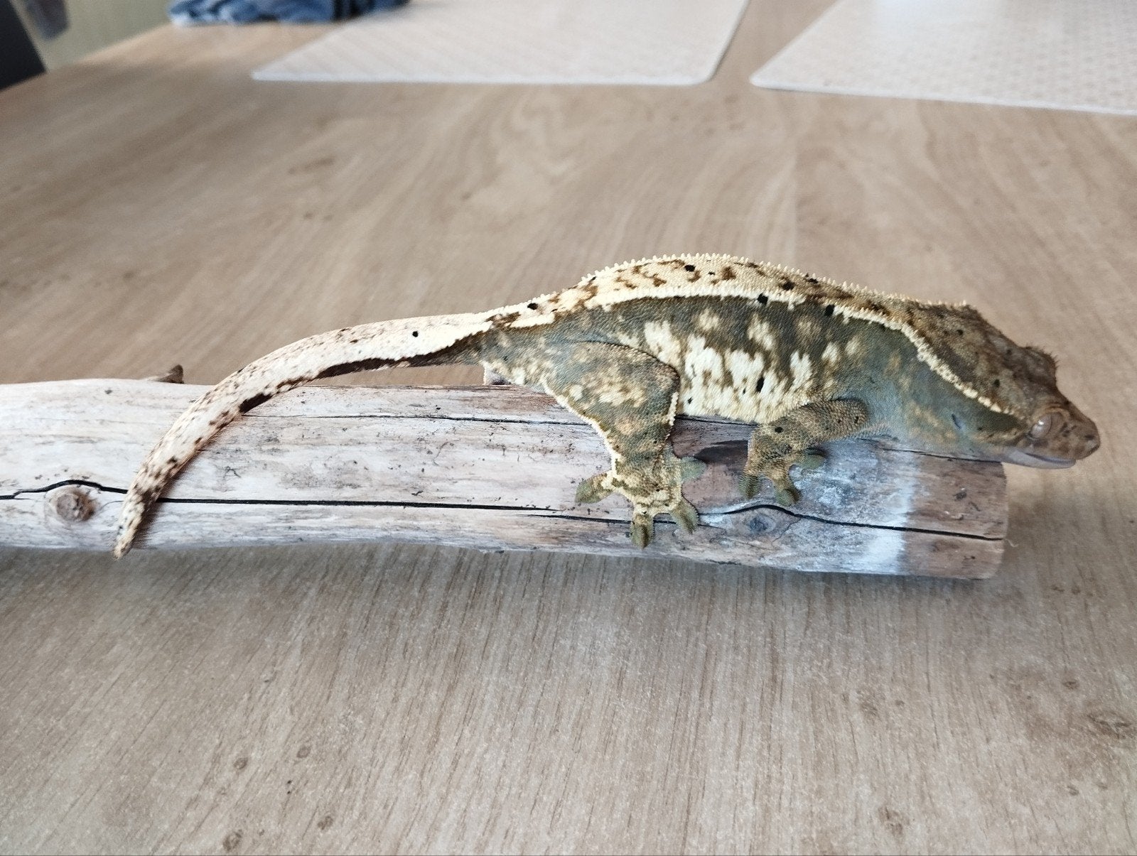 Wimpergekko vrouw, Animaux & Accessoires, Reptiles & Amphibiens, Autres espèces, Domestique, 3 à 6 ans