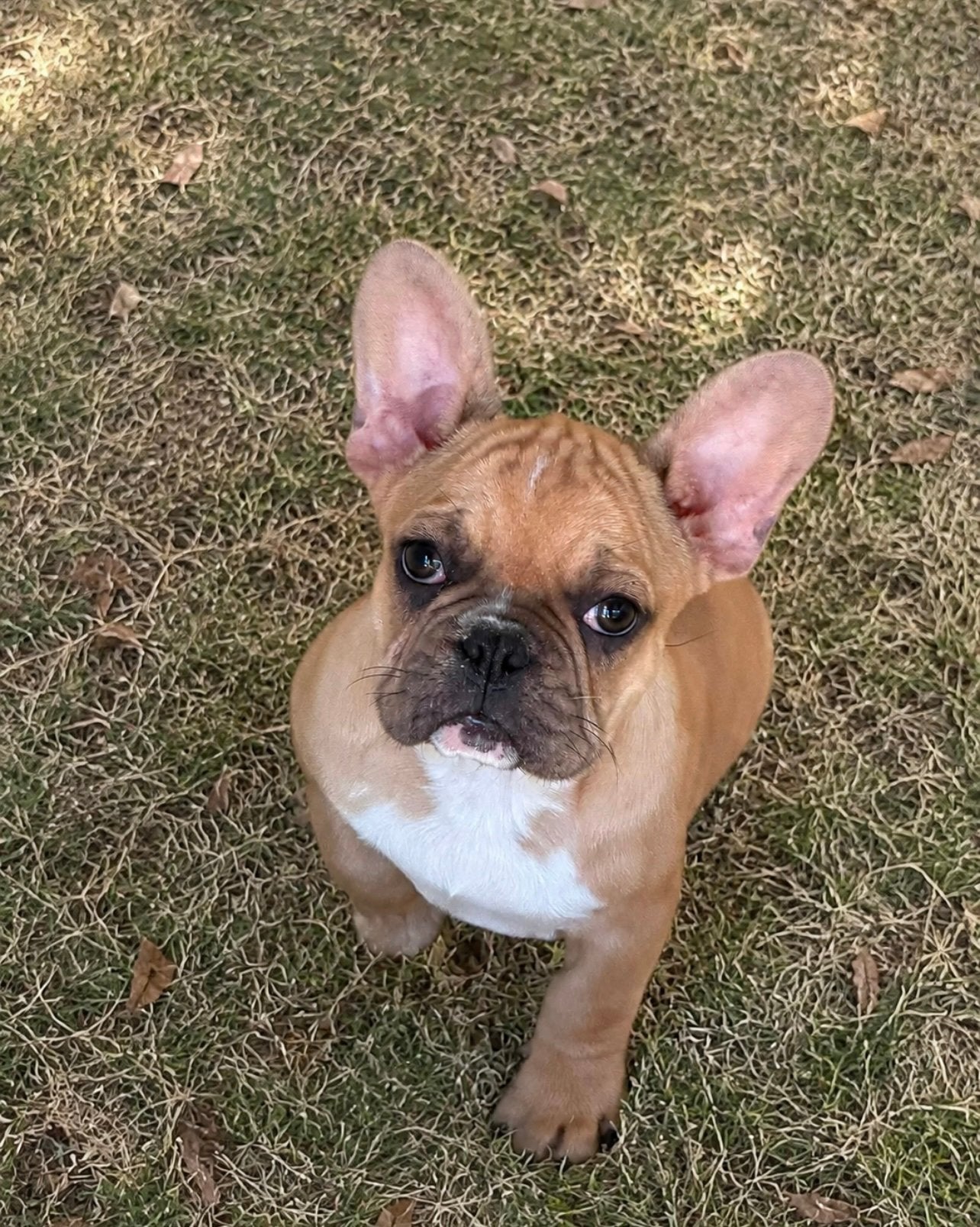 franse bulldog pups,fawn,teefje, Dieren en Toebehoren, België, 8 tot 15 weken, Teef, CDV (hondenziekte)