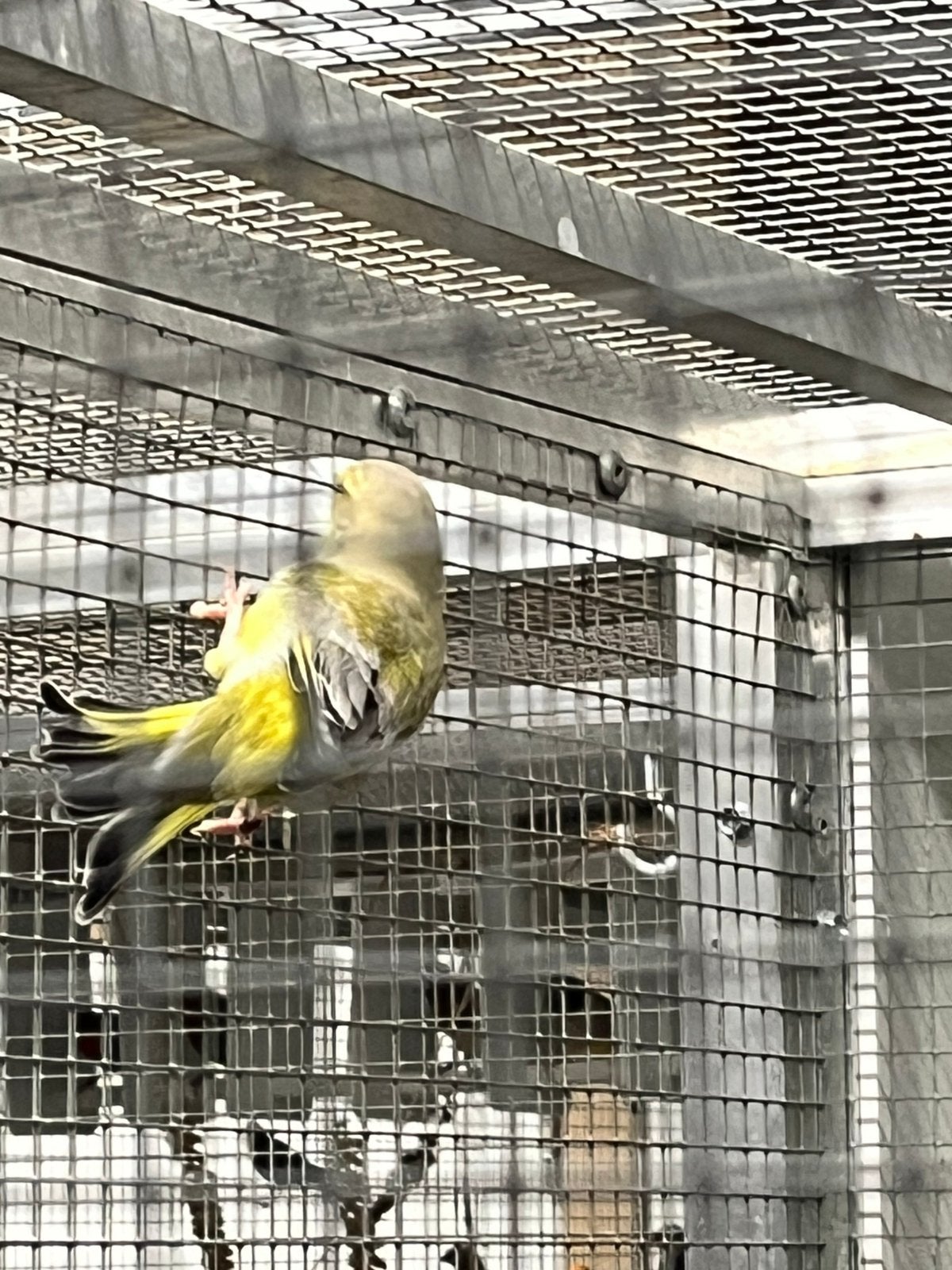 Agaat groenvink koppel, Dieren en Toebehoren