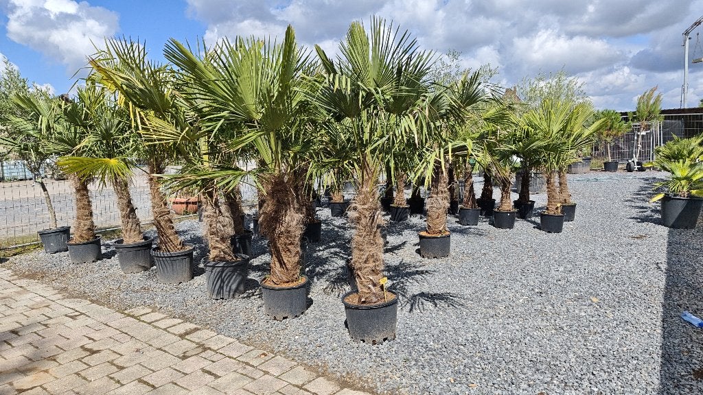 Trachycarpus Fortunei palmboom, Jardin & Terrasse, Plantes | Arbres, Enlèvement, Palmier