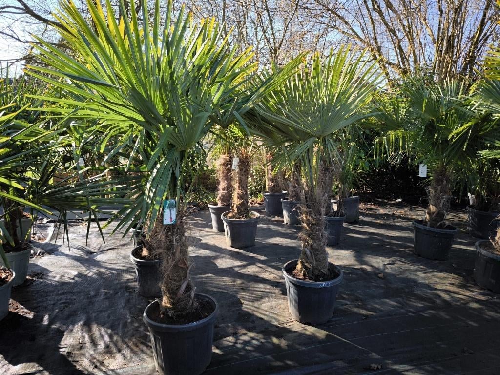 Trachycarpus fortunei winterharde palmboom, Tuin en Terras, Planten | Bomen, Halfschaduw, Lente, 100 tot 250 cm, Palmboom