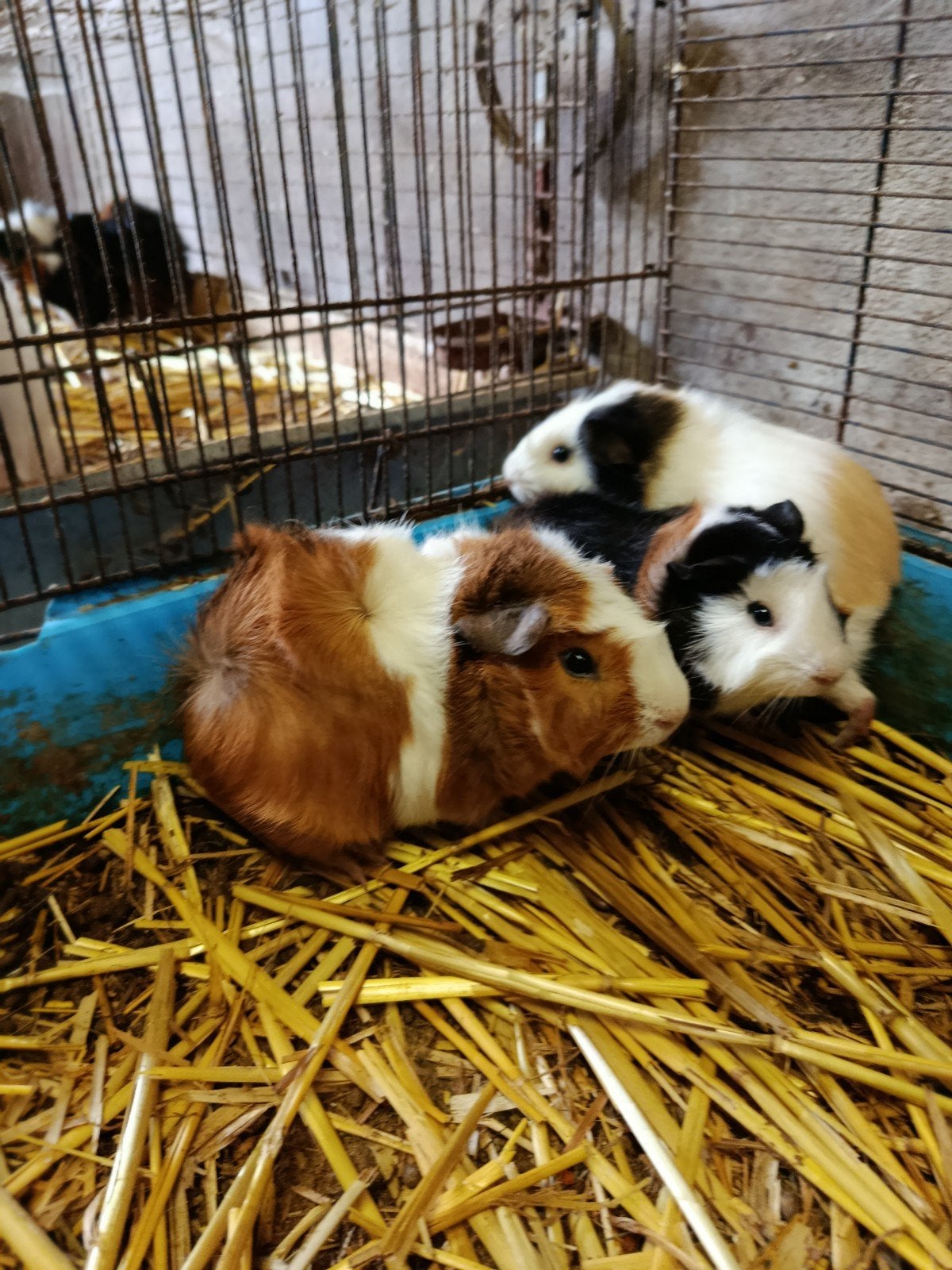 cavia beertjes, Dieren en Toebehoren, Cavia, Juni, Mannelijk, Tam