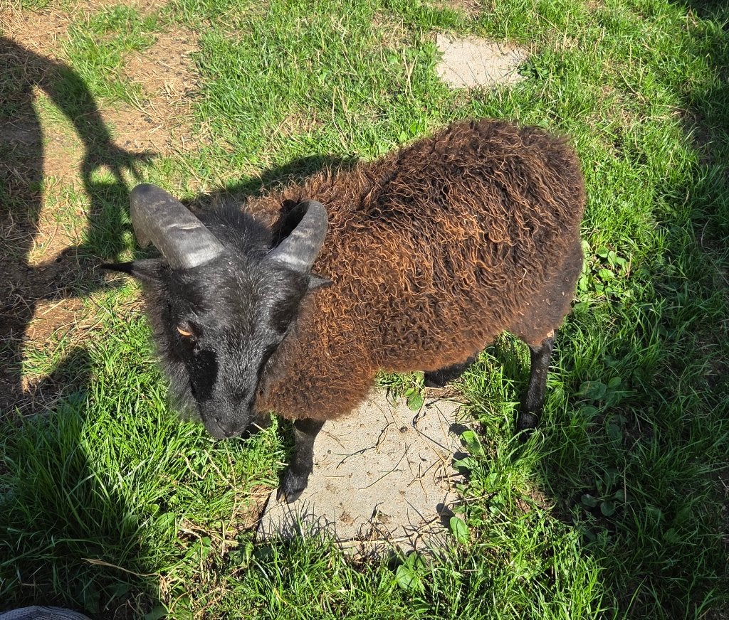 ouessant, Mâle, Mouton, 0 à 2 ans