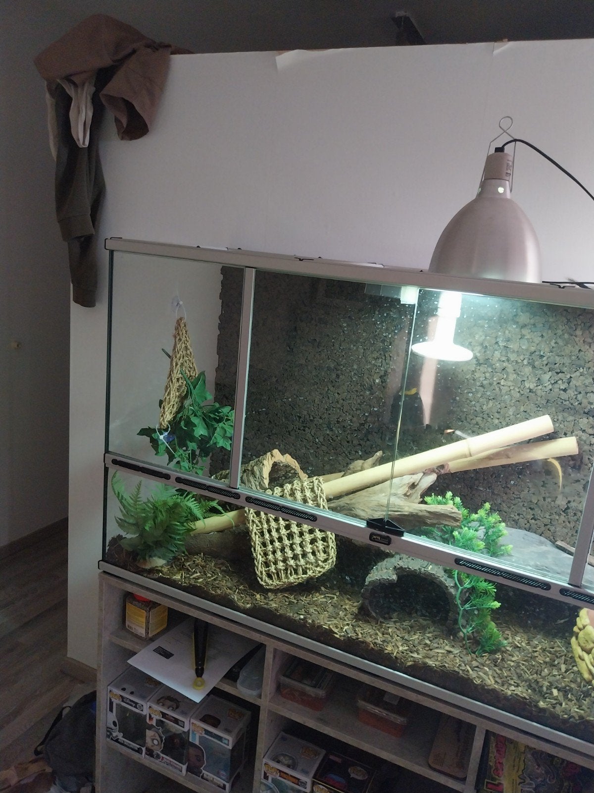 Ball python (Kan met terrarium), Dieren en Toebehoren, Ophalen