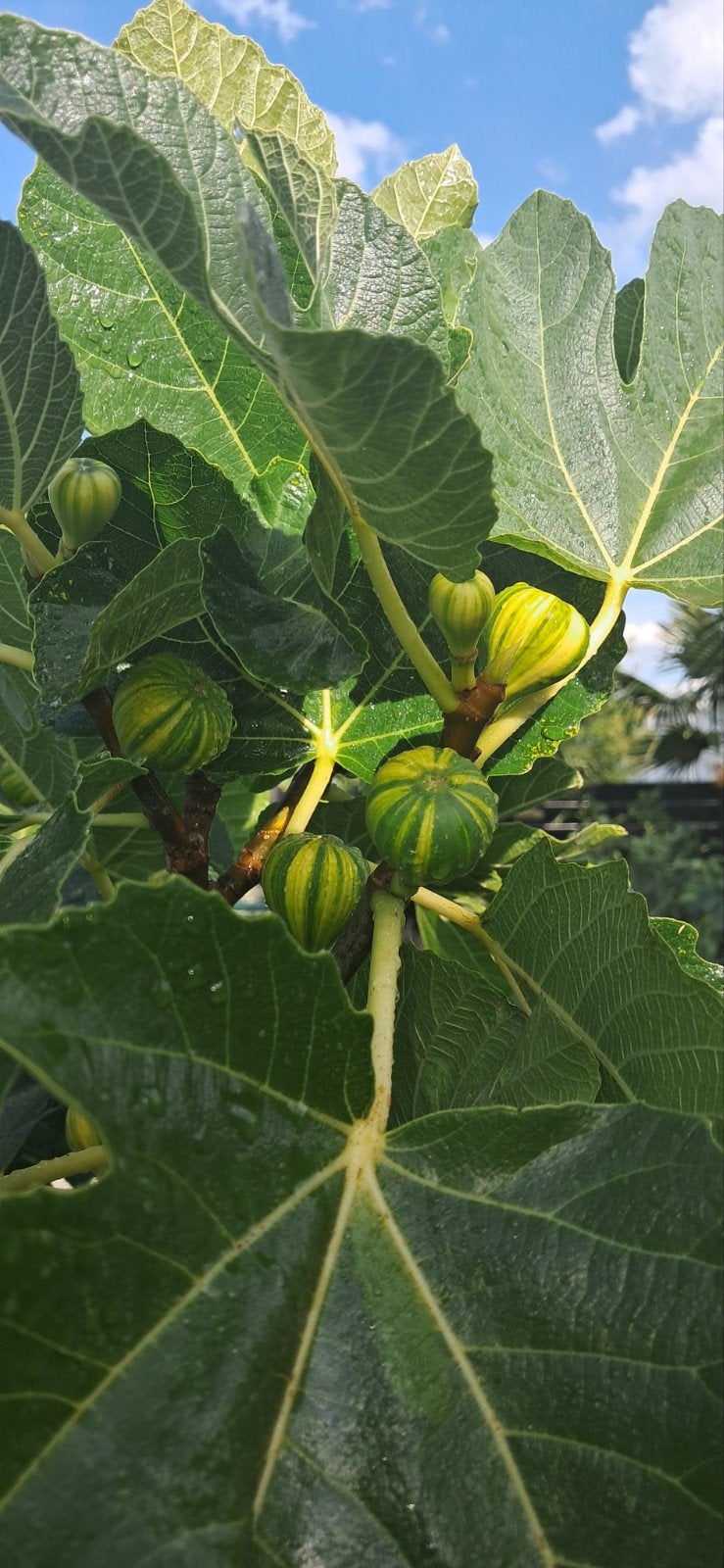 vijgenboom Panachée gestreepte vijgen, Tuin en Terras, Planten | Bomen, Ophalen