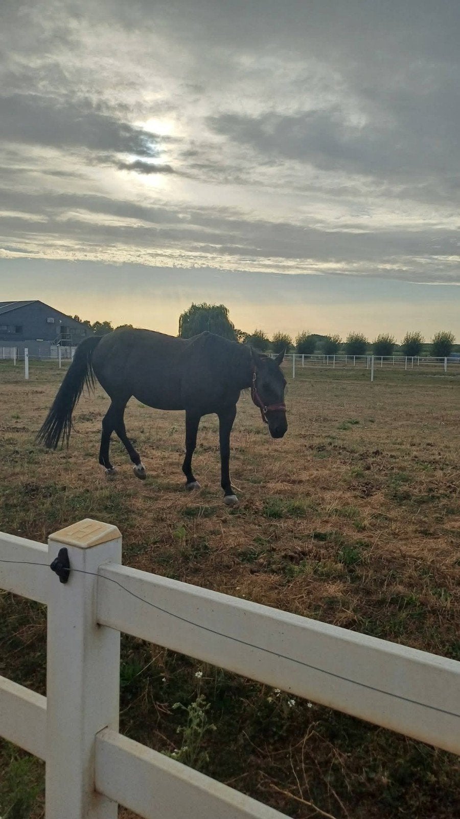 merrie 13 jaar belgische draver, Merrie, Springpaard, Met stamboom, M