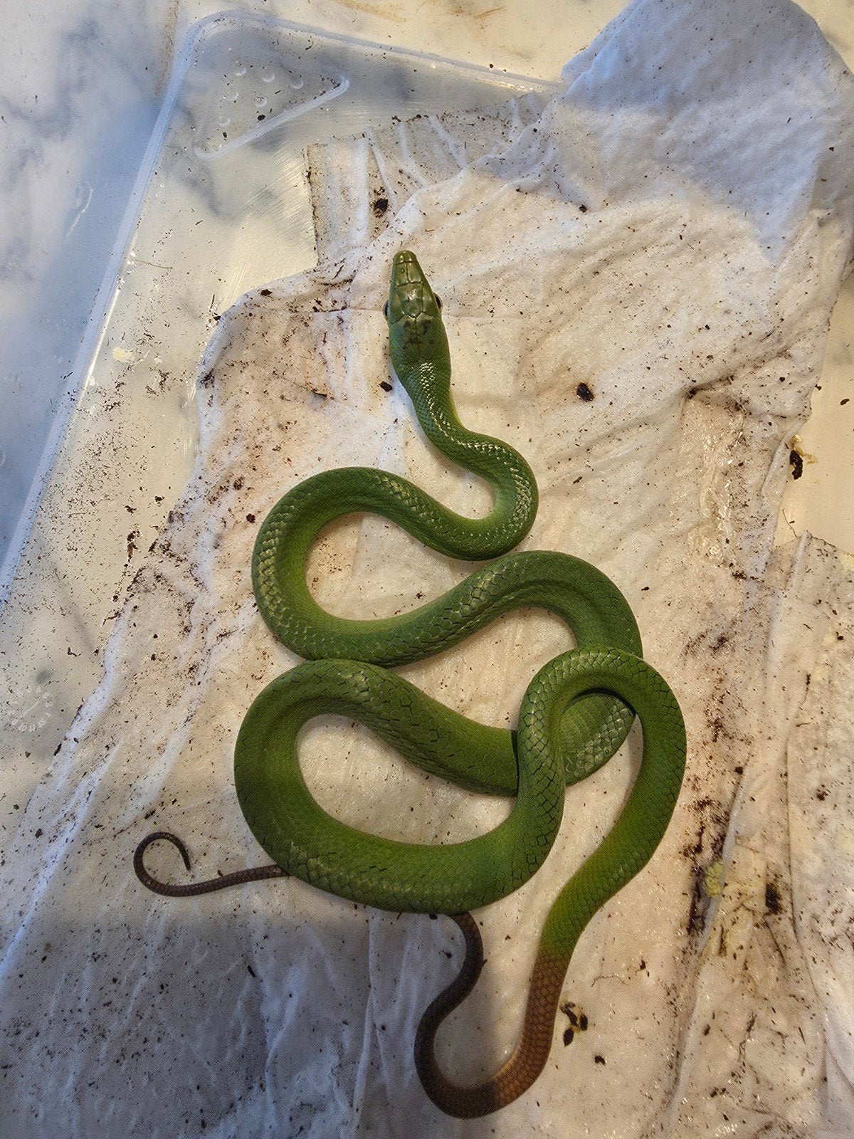 1.1 Gonyosoma Oxycephalum NC 26, Dieren en Toebehoren, Reptielen en Amfibieën, Slang, 0 tot 2 jaar