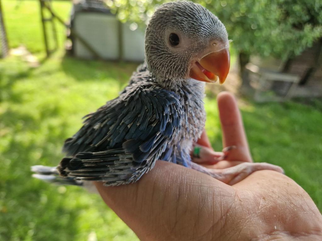 Halsbandparkiet voor Sam, Dieren en Toebehoren, Vogels | Parkieten en Papegaaien, Parkiet