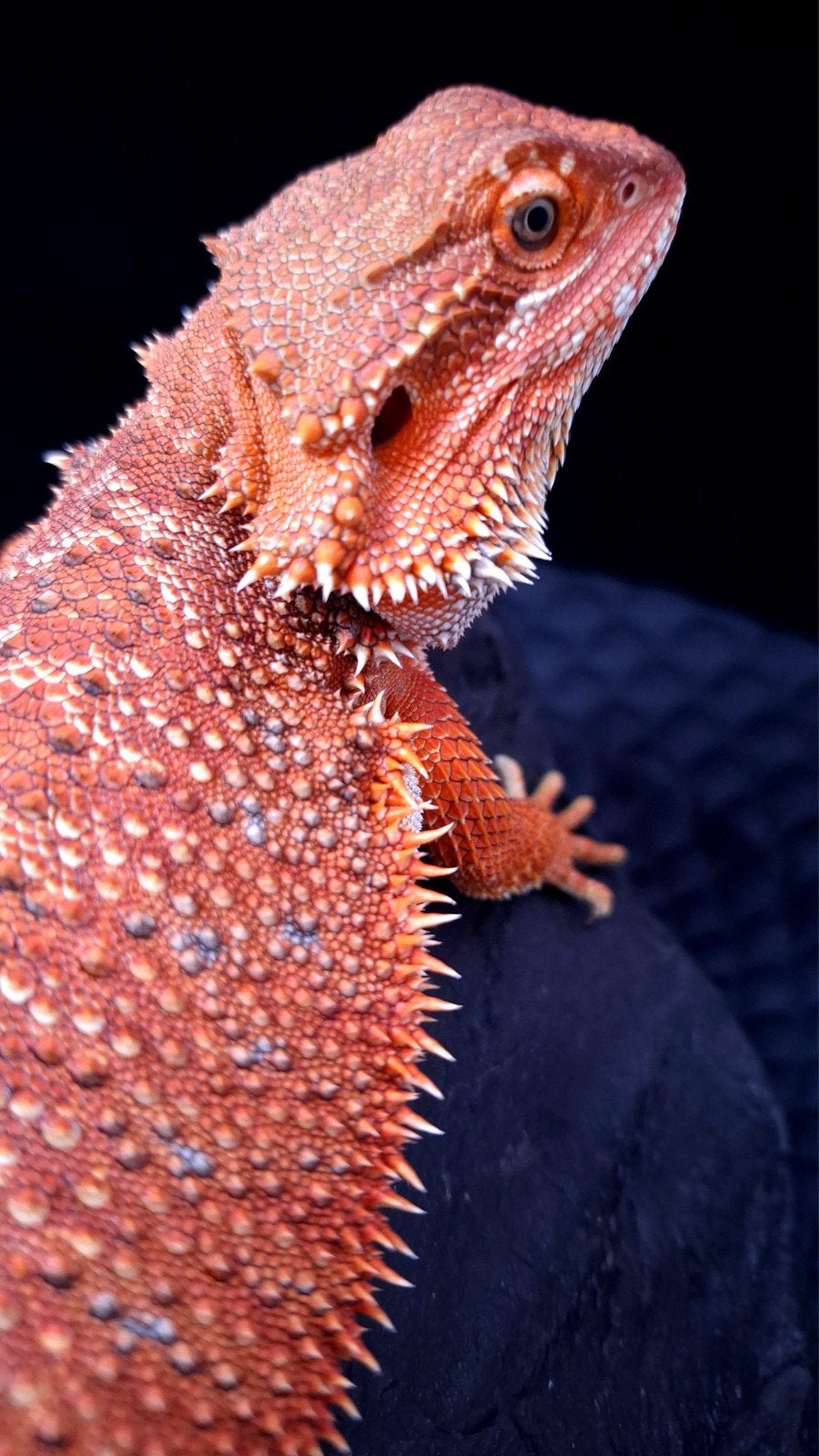 50% Red Monster Man Baardagaam (Holdback Uniek), Hagedis, 0 tot 2 jaar