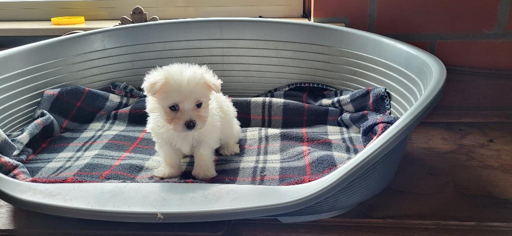 Maltezer pups, Dieren en Toebehoren, Honden | Chihuahua's en Gezelschapshonden, Reu, Maltezer, Fokker | Professioneel, Meerdere
