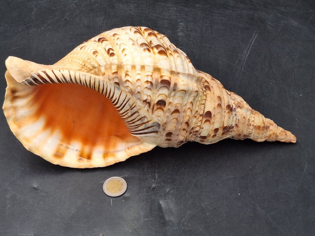 oude grote tritonshoorn, perfecte staat, Antiek en Kunst, Ophalen of Verzenden