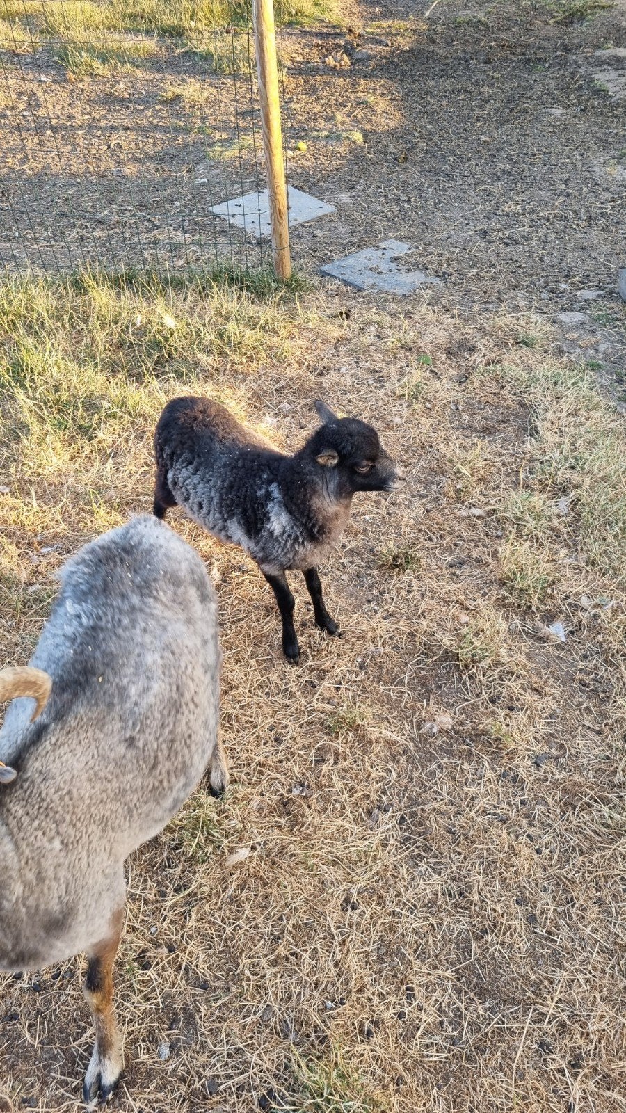 ouessant ooi lammetjes, Dieren en Toebehoren, Schapen, Geiten en Varkens, Vrouwelijk, Schaap, 0 tot 2 jaar