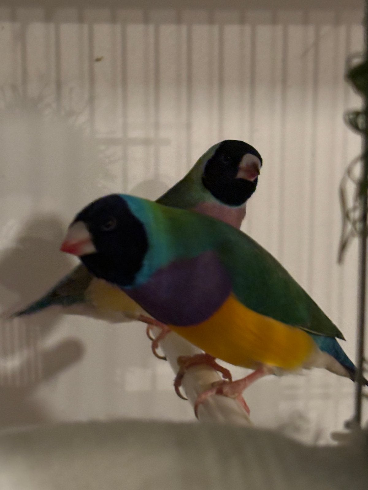 Goudmaldines, Dieren en Toebehoren, Vogels | Overige Vogels, Meerdere dieren, Tropenvogel, Geringd