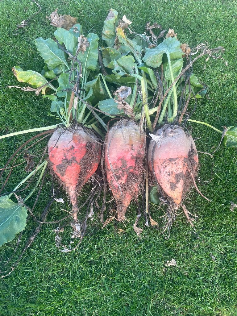 Voederbieten, Ophalen